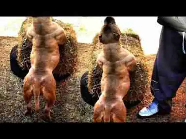 Video: Top 10 Most Attractive Dogs